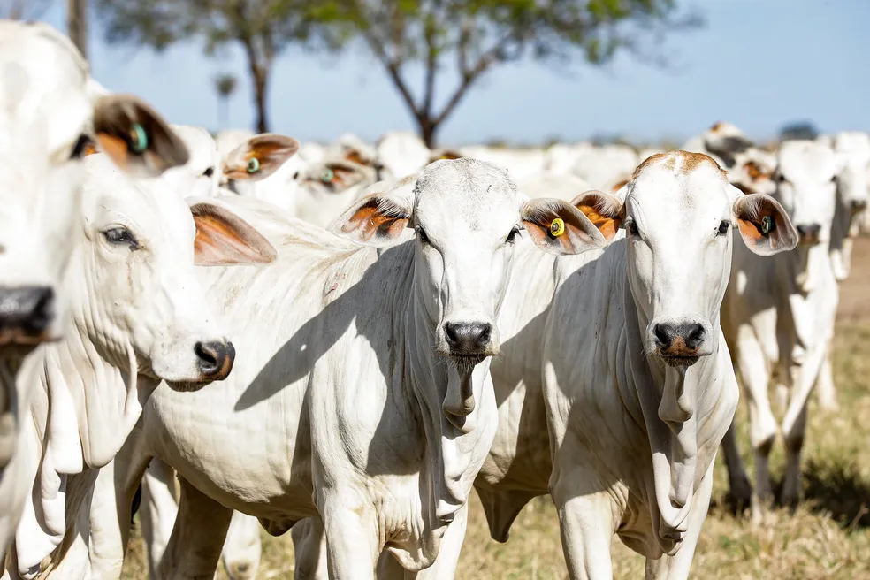 Mato Grosso Exportou Mais De 348 Mil Toneladas De Carne Bovina No