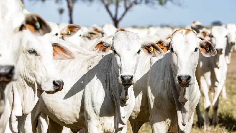 Mato Grosso exportou mais de 348 mil toneladas de carne bovina no primeiro semestre deste ano